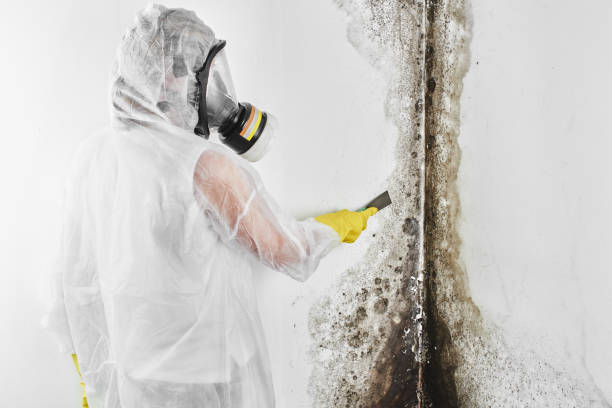 Best Office Mold Removal Services  in Ranger, TX