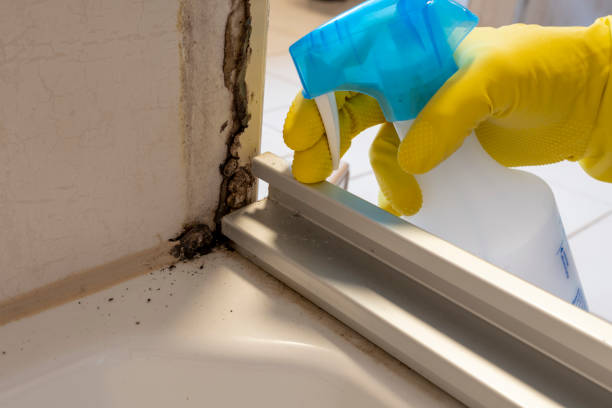 Best Mold Damage Repair  in Ranger, TX