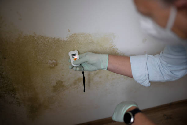 Best Commercial Mold Removal  in Ranger, TX
