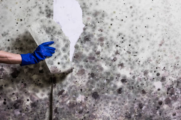 Best Local Mold Removal Service  in Ranger, TX