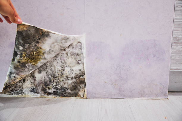 Best Professional Mold Removal  in Ranger, TX
